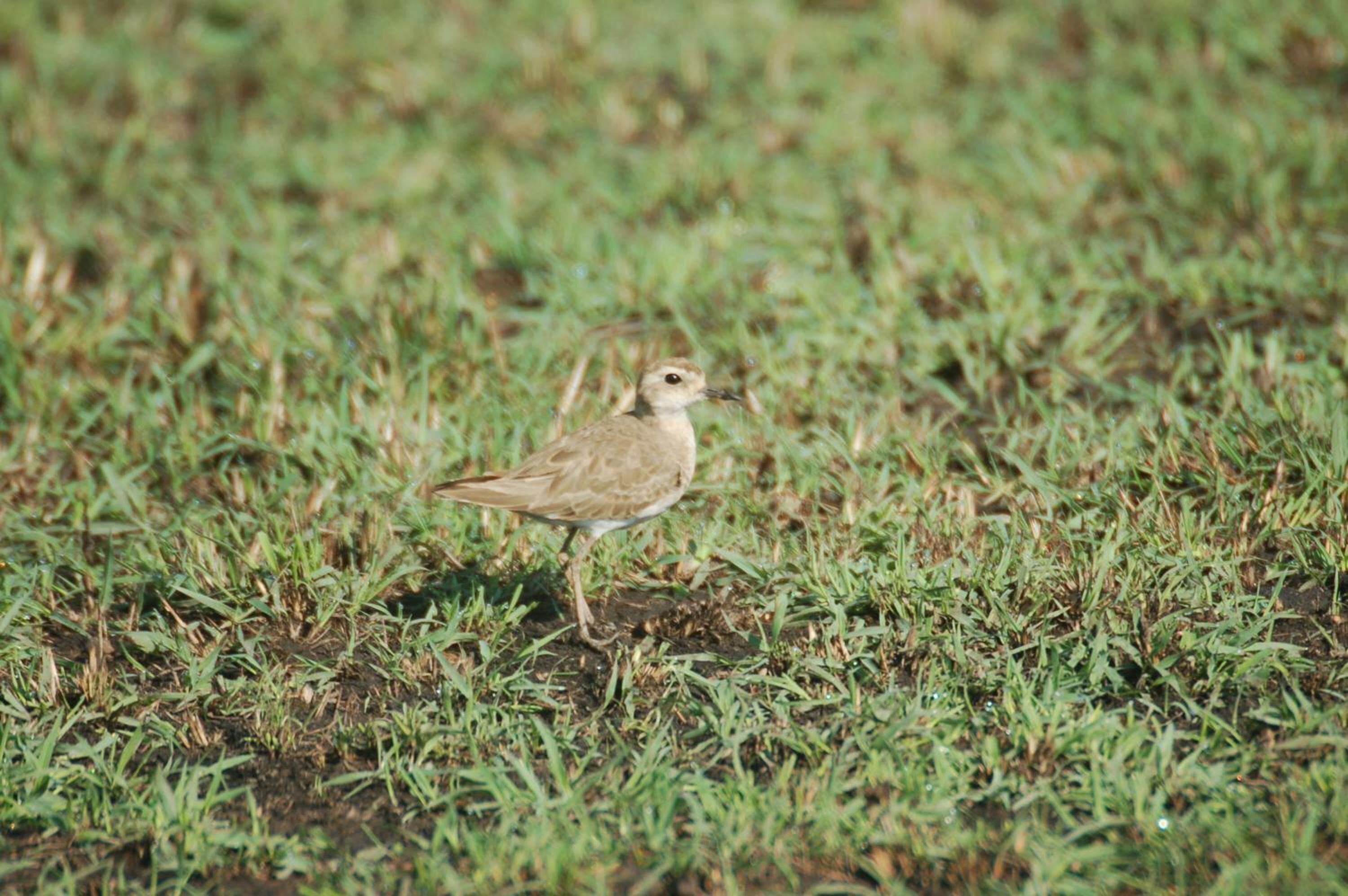 A bird standing on grass.