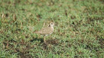 A bird standing on grass.