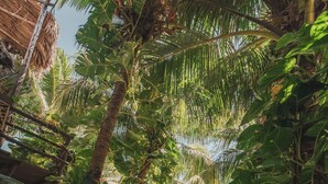 A tropical garden pathway with palm trees and a thatched-roof structure. - Villas Tiburon Adults only (Isla Holbox)
