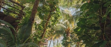Un sendero en un jardín tropical con palmeras y una estructura de techo de paja.