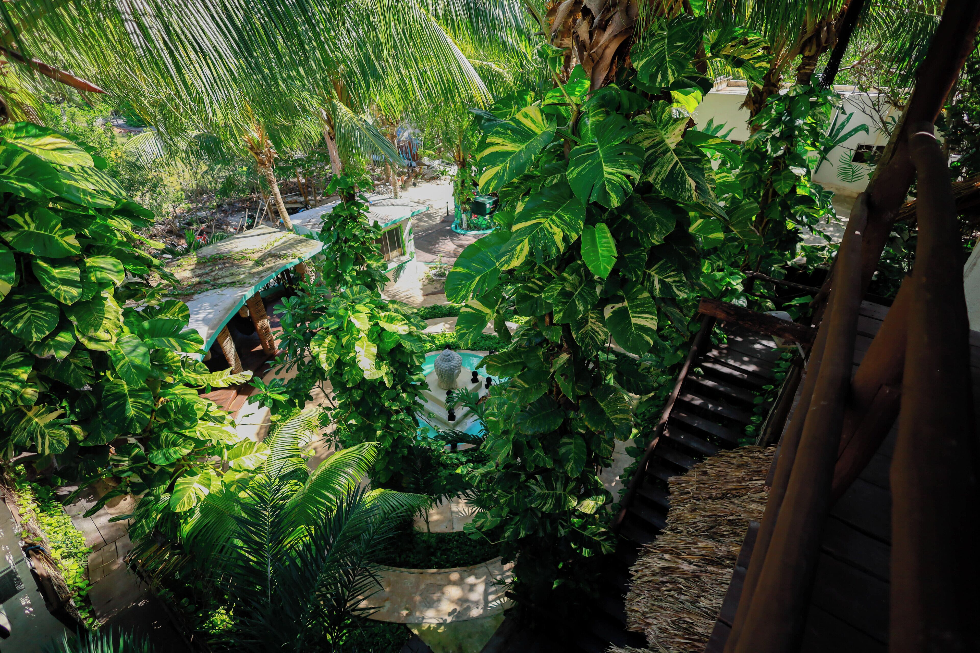 Un jardin luxuriant, avec une grande variété de plantes tropicales, un petit étang et une terrasse en bois.