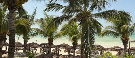 A beach with palm trees, thatched umbrellas, and a view of the ocean.