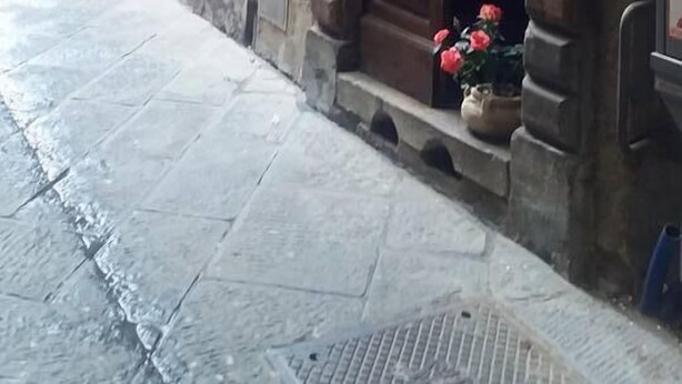 A building with a stone archway entrance, a wooden door, and a flower arrangement. - Antica Corte dei Principi (Lucca)