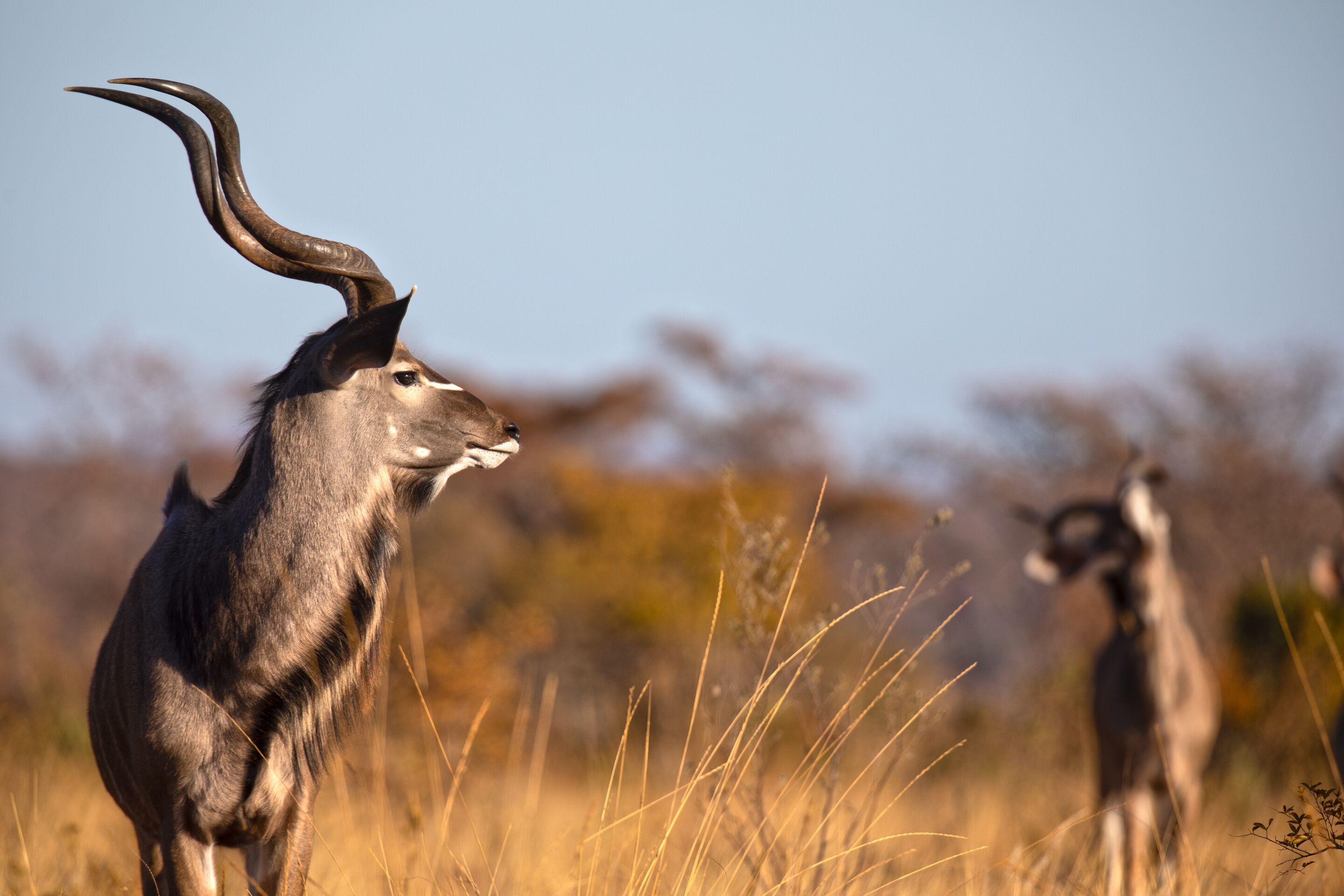 A wildlife scene with two antelopes in a natural setting.