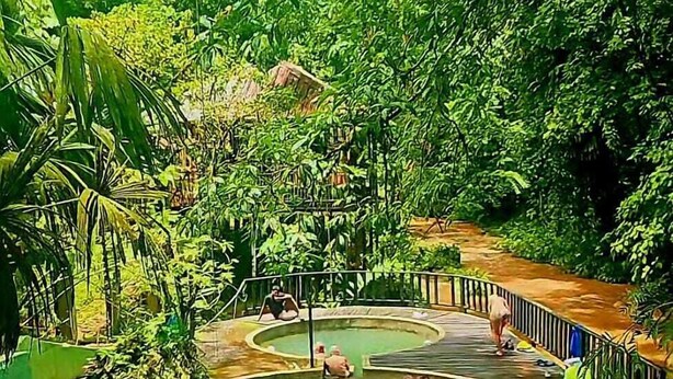 Un exuberante jardín tropical con una piscina central rodeada de follaje denso.