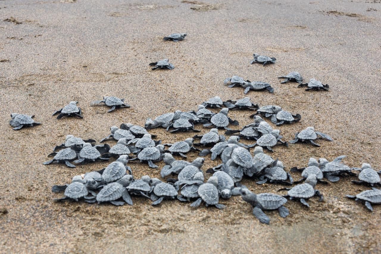 Photo - Hotel Nuquimar