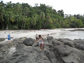 A rocky beach with palm trees in the background.