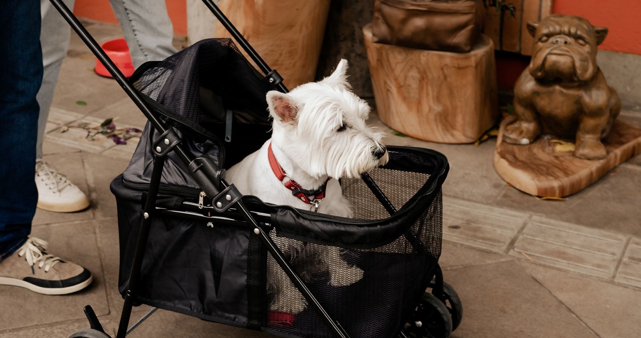 pet-friendly amenities