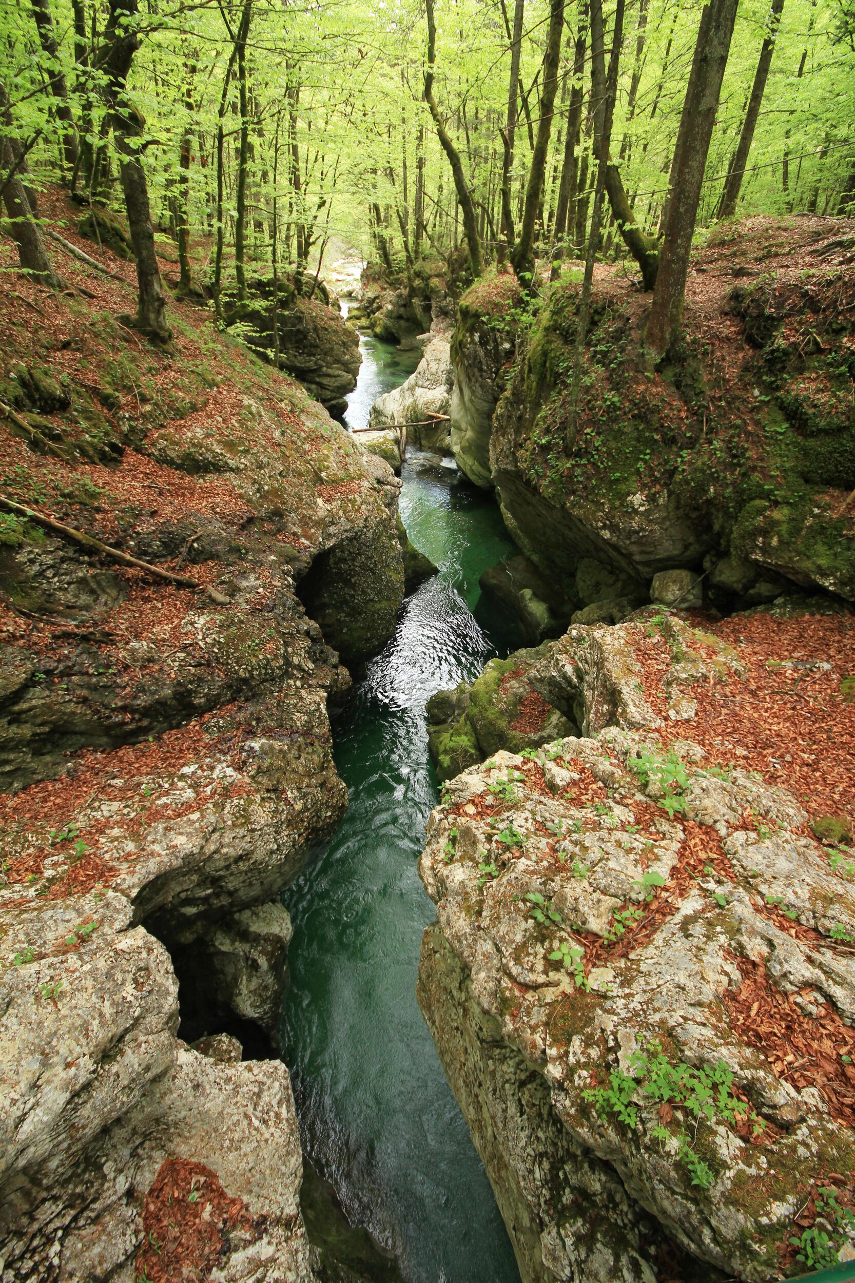 A narrow, rocky stream surrounded by dense forest.
