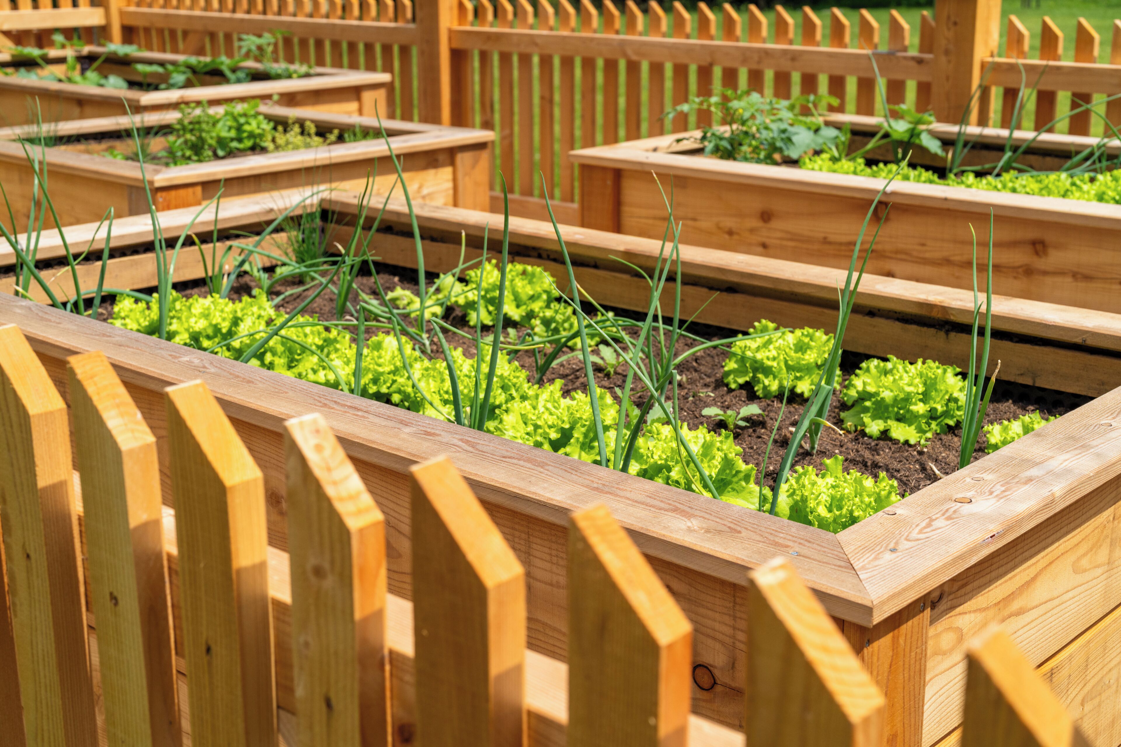 Raised garden beds with vegetables and a wooden fence.