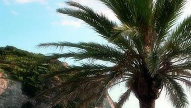 A coastal scene with a palm tree, a marina with boats, and buildings in the background. - Hotel La Palma (Serrara Fontana)