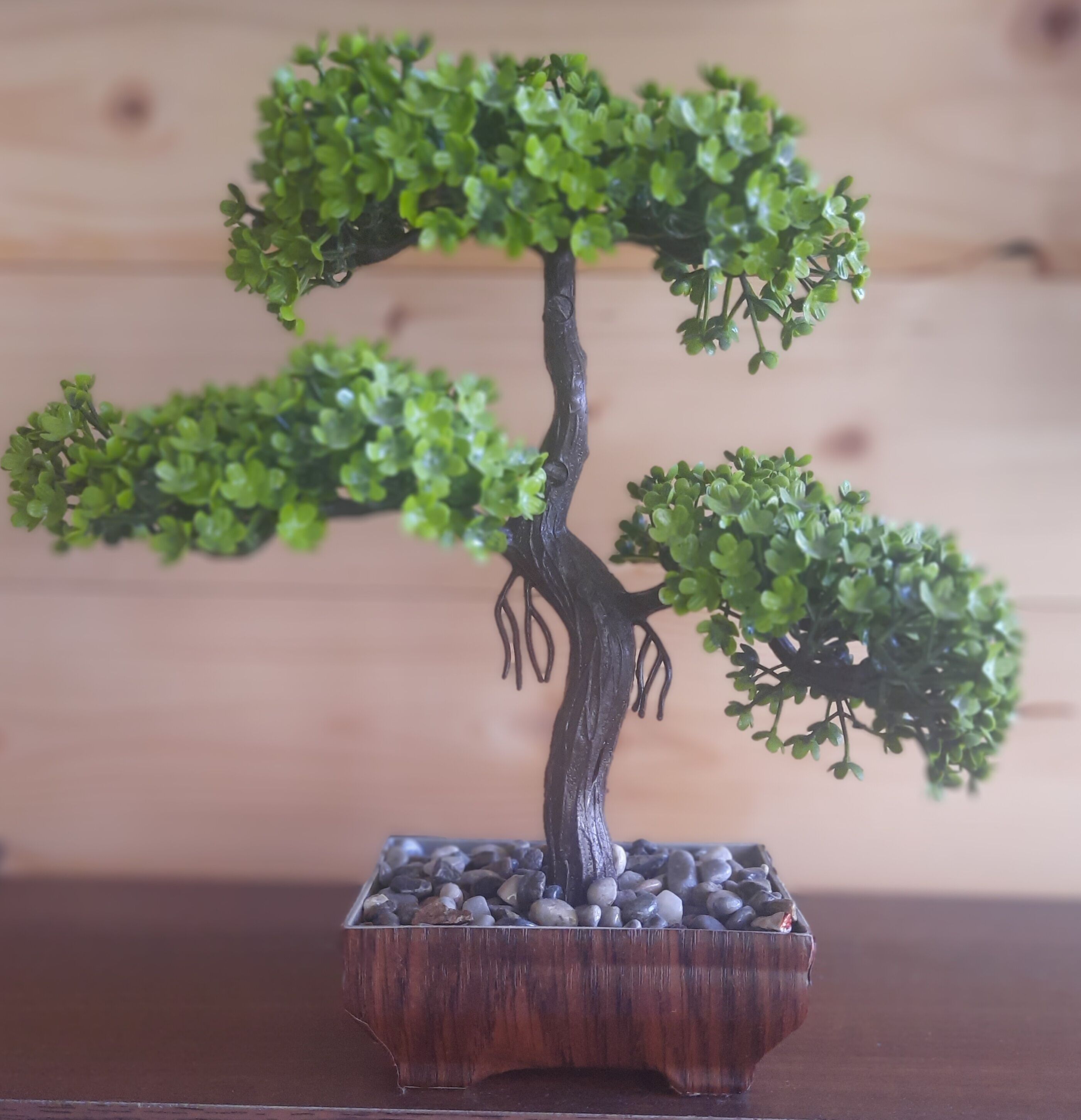 Un arbre bonsai dans un pot carré en bois, avec des petits cailloux à la base.