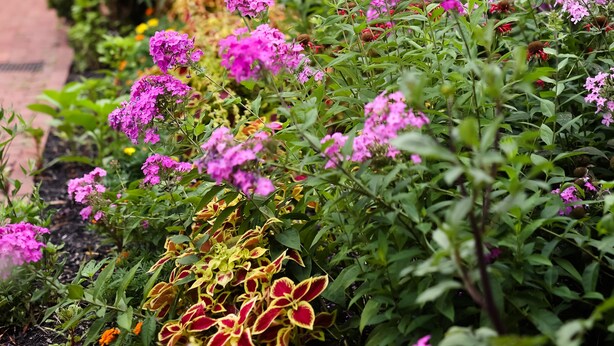 Un jardí amb flors roses i un edifici vermell al fons.