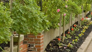 A garden with a brick wall, a metal gate, and a row of flowering plants. - Red Coach Inn (Niagara Falls)