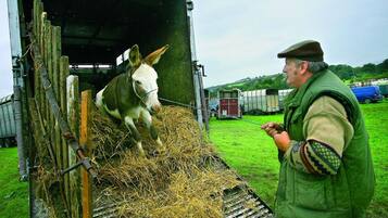 Un burro en un remolque lleno de heno, un hombre con chaleco verde y vehículos agrícolas al fondo.
