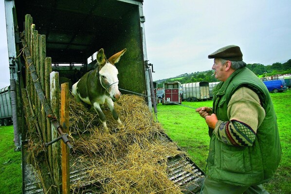 Un burro en un remolque lleno de heno, un hombre con chaleco verde y vehículos agrícolas al fondo.