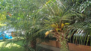 A garden with various plants, including a palm tree and ferns. - Pousada Acquarela Paraty (Paraty)