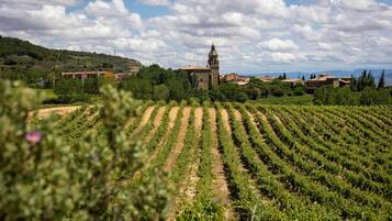 A vineyard with rows of grapevines and a church in the background.