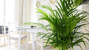 Une table à manger blanche avec un plateau en verre et une chaise, une grande plante verte au premier plan, et un balcon avec des balustrades blanches.