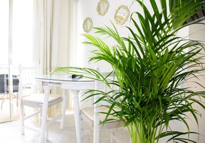 Studio (2 Adults & 1 Child) | Living area | TV