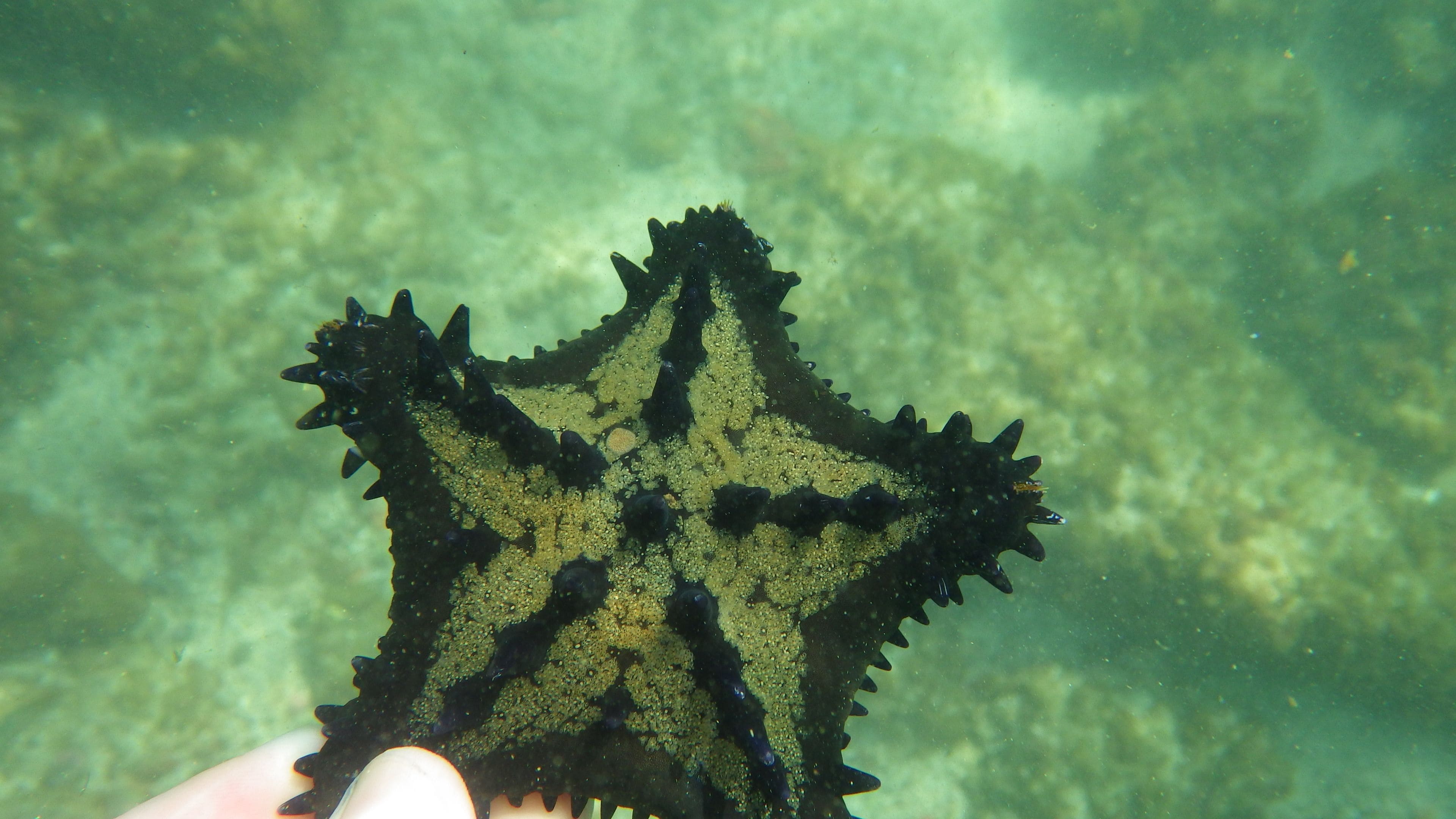 A starfish held above a sandy ocean floor.