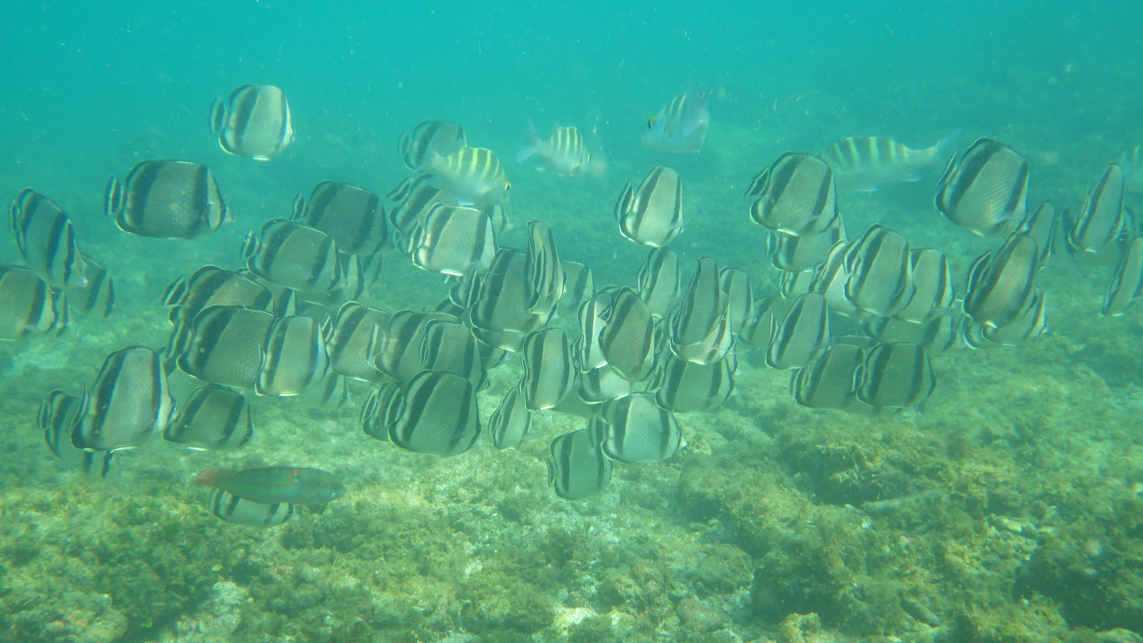 A group of fish swimming in clear water.