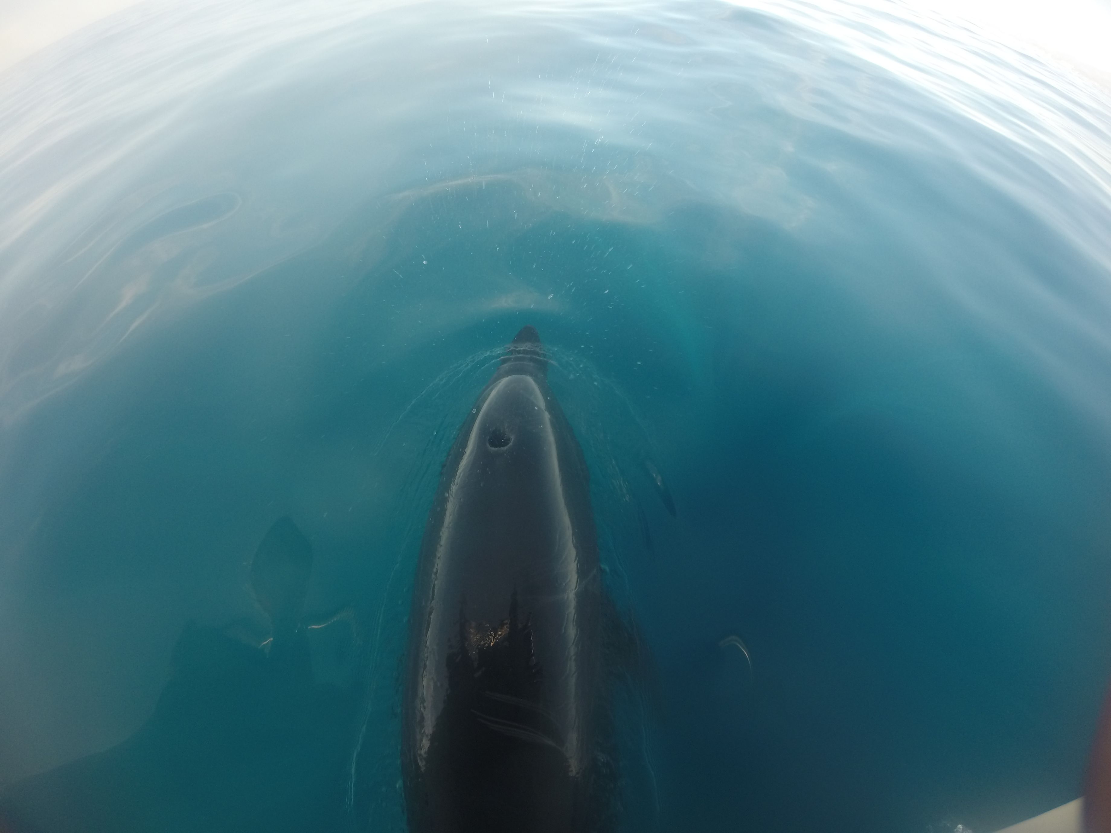 Ein klarer Blick auf ein großes, dunkles Objekt im Wasser, möglicherweise ein Wal, mit einer ruhigen, blauen Oberfläche darum.