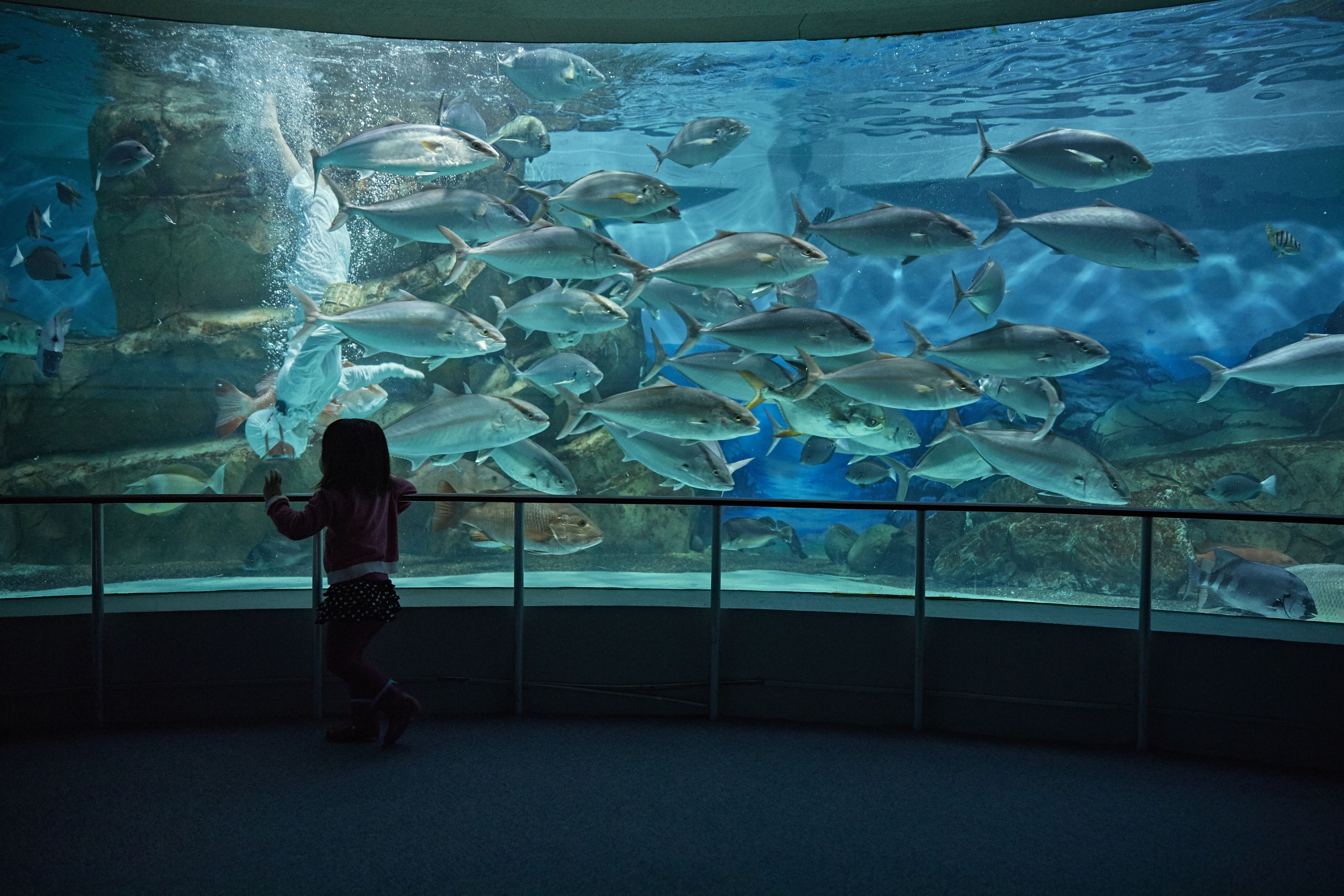 A child observing fish in an aquarium.