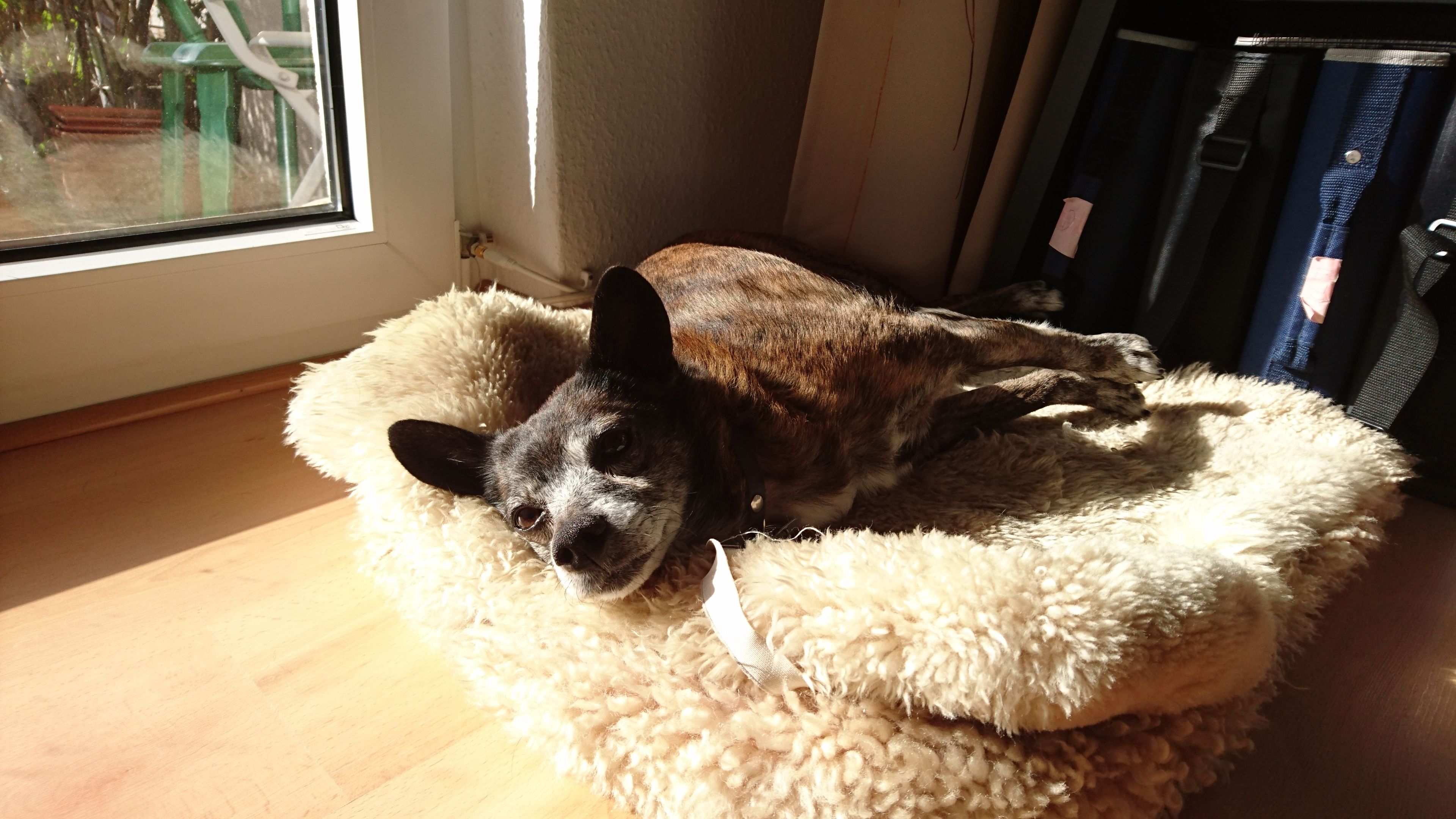 A dog lying on a fluffy white pet bed near a window.