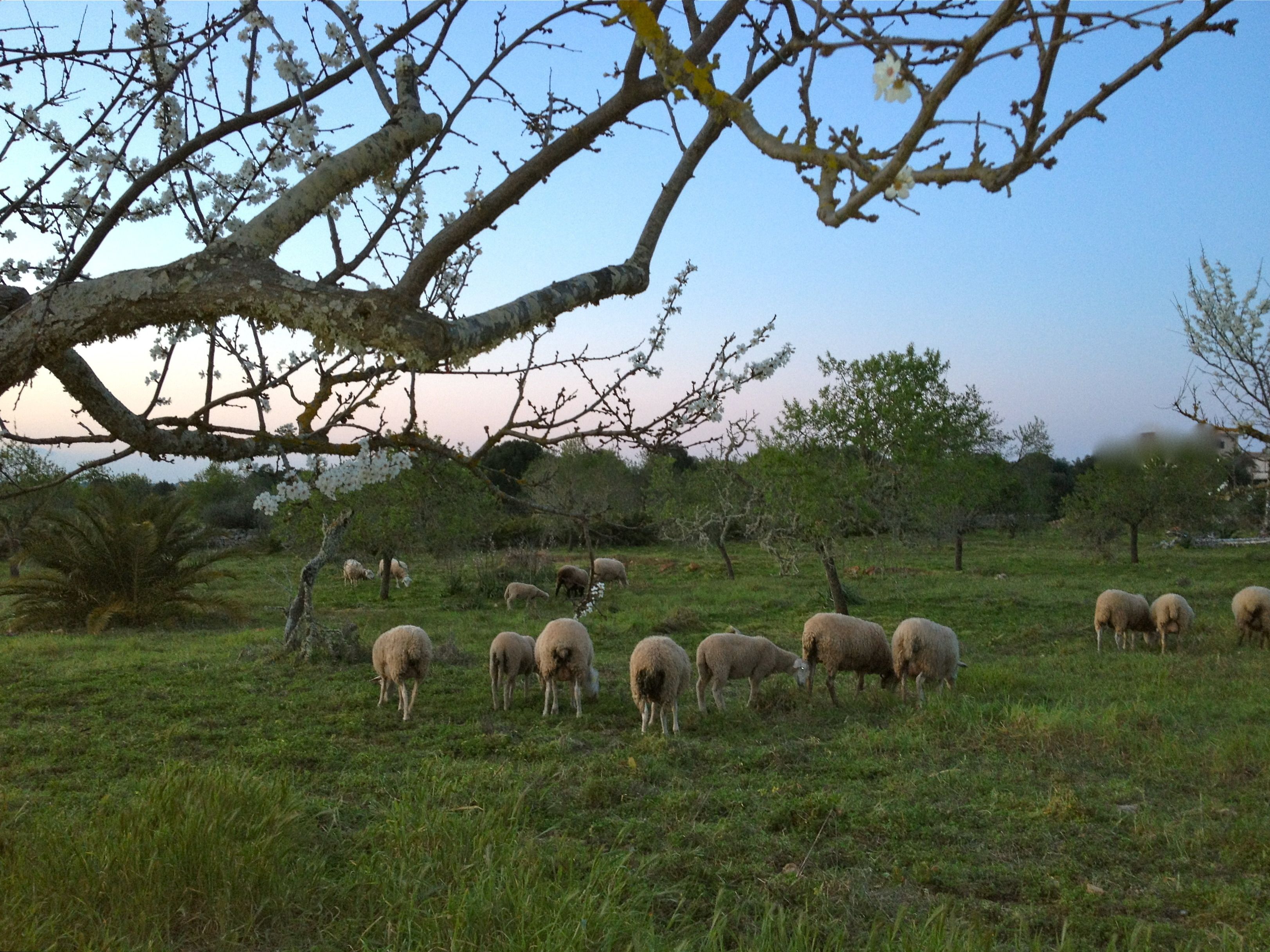 Photo - Finca Hotel Rural Es Turó