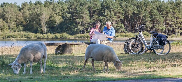 A tranquil outdoor scene with a lake, a wooden bench, and two sheep grazing. - Van Der Valk Hotel Spier - Dwingeloo (Spier)