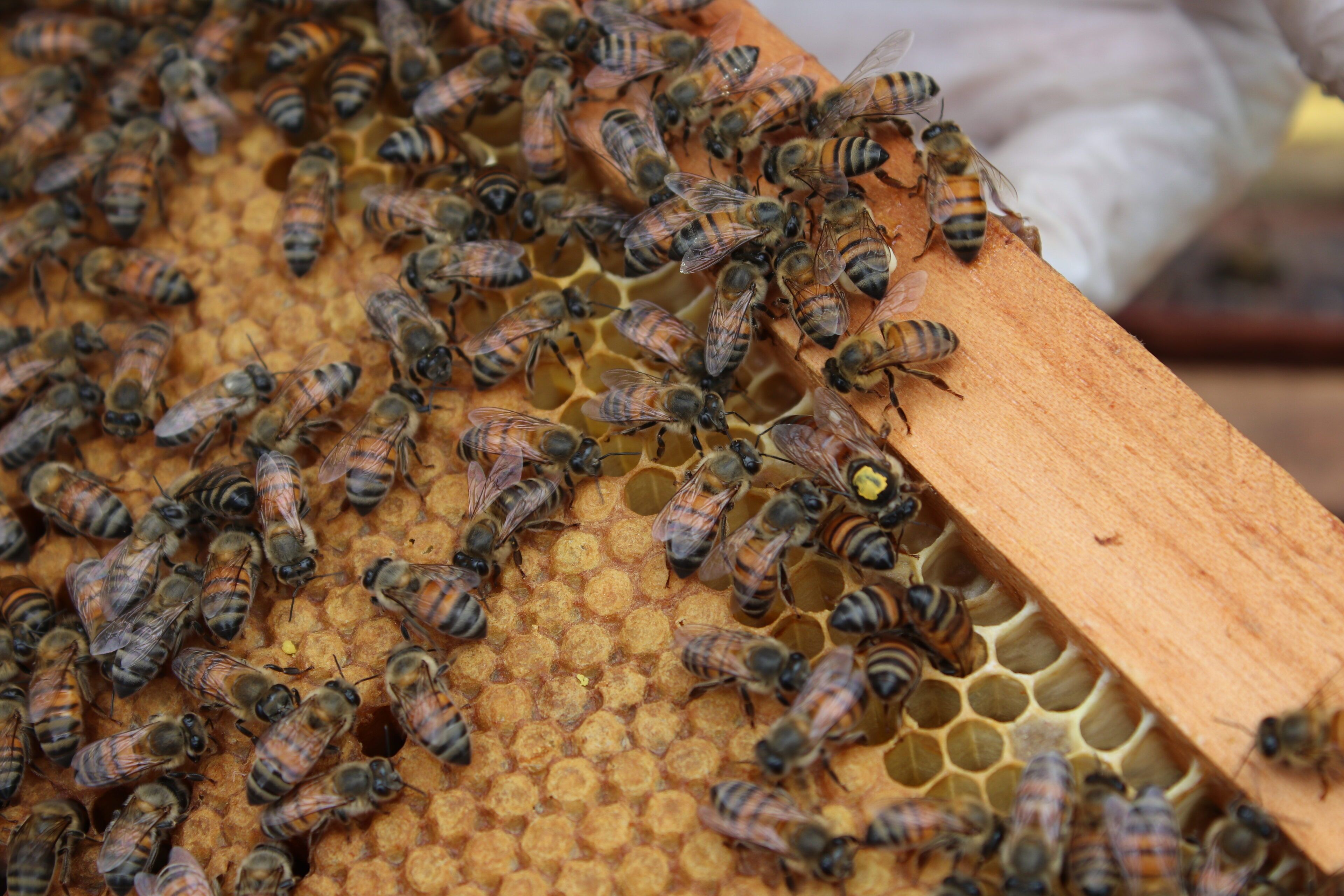 A close-up of bees on a honeycomb structure.