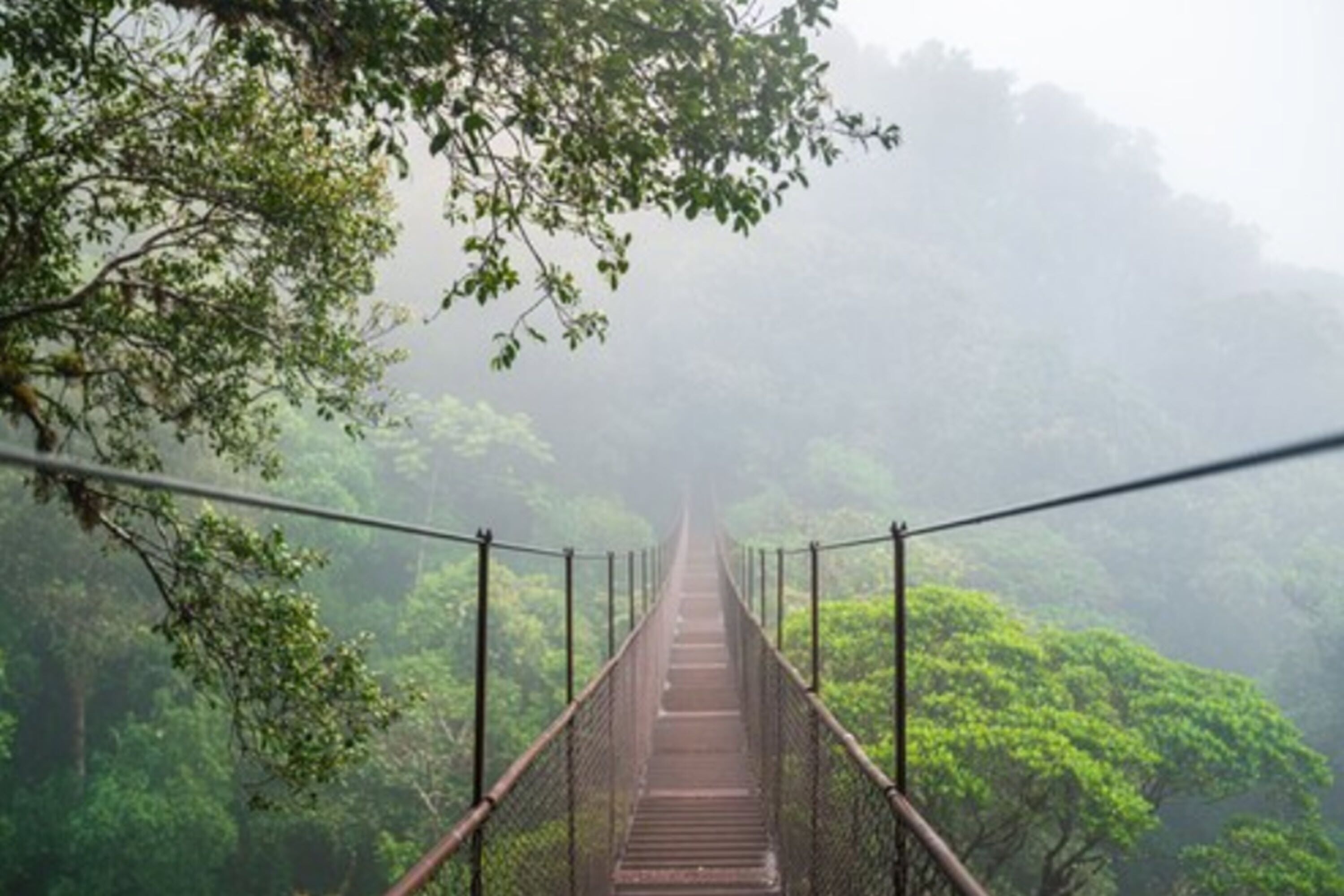 A suspension bridge surrounded by dense forest.