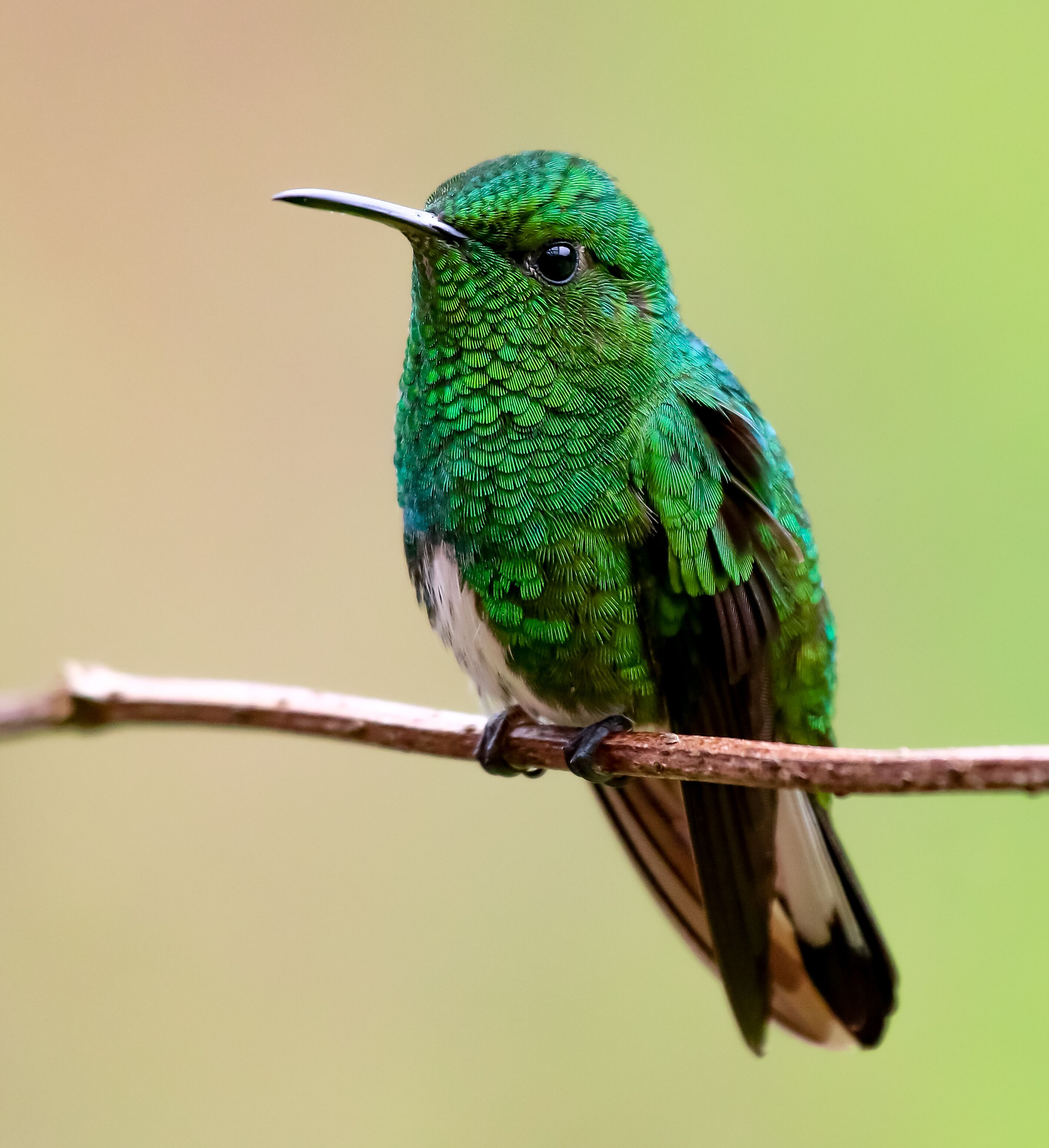 A single green bird perched on a branch.