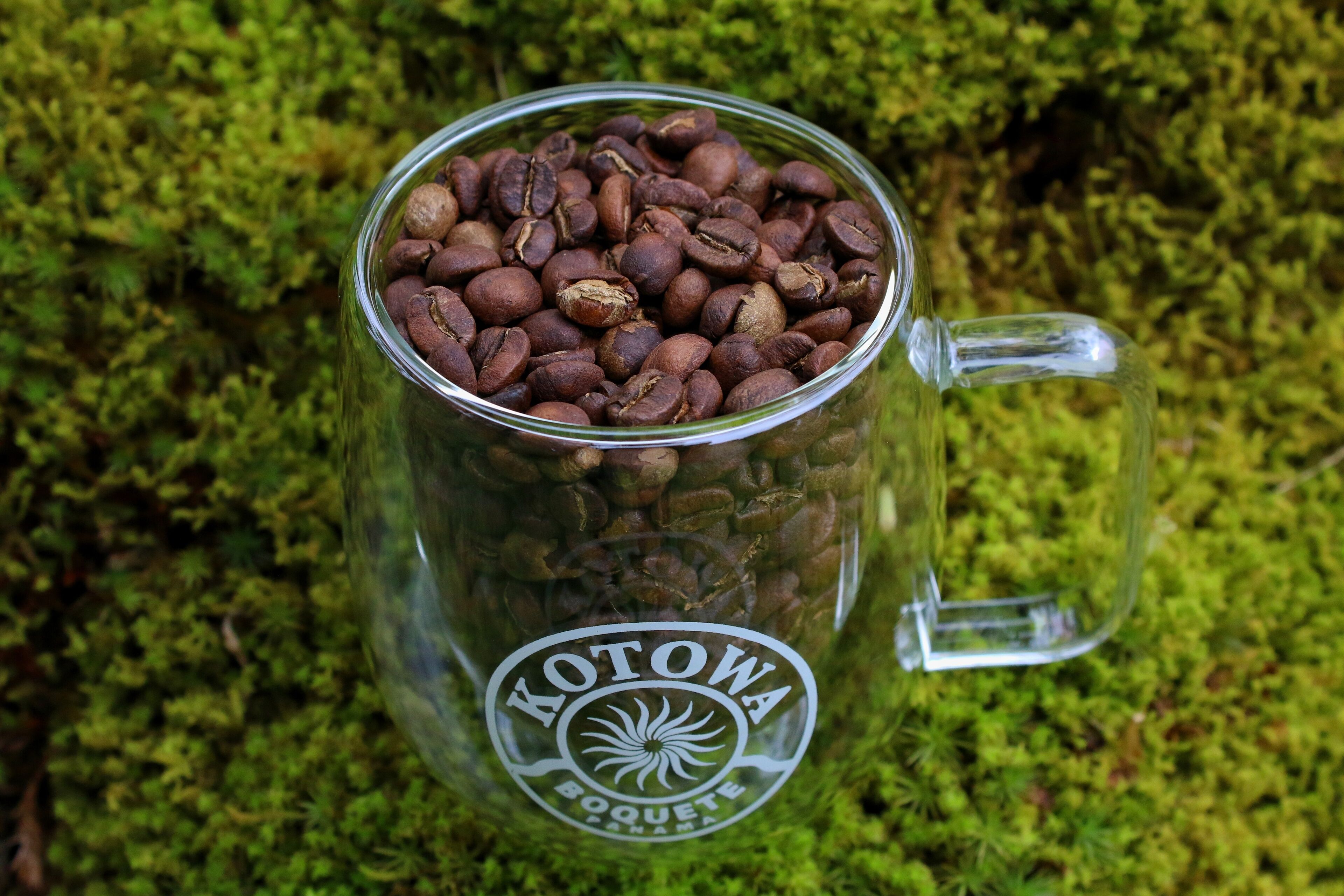 A glass mug filled with coffee beans labeled "KOTOWA BOQUETE" on a mossy surface.