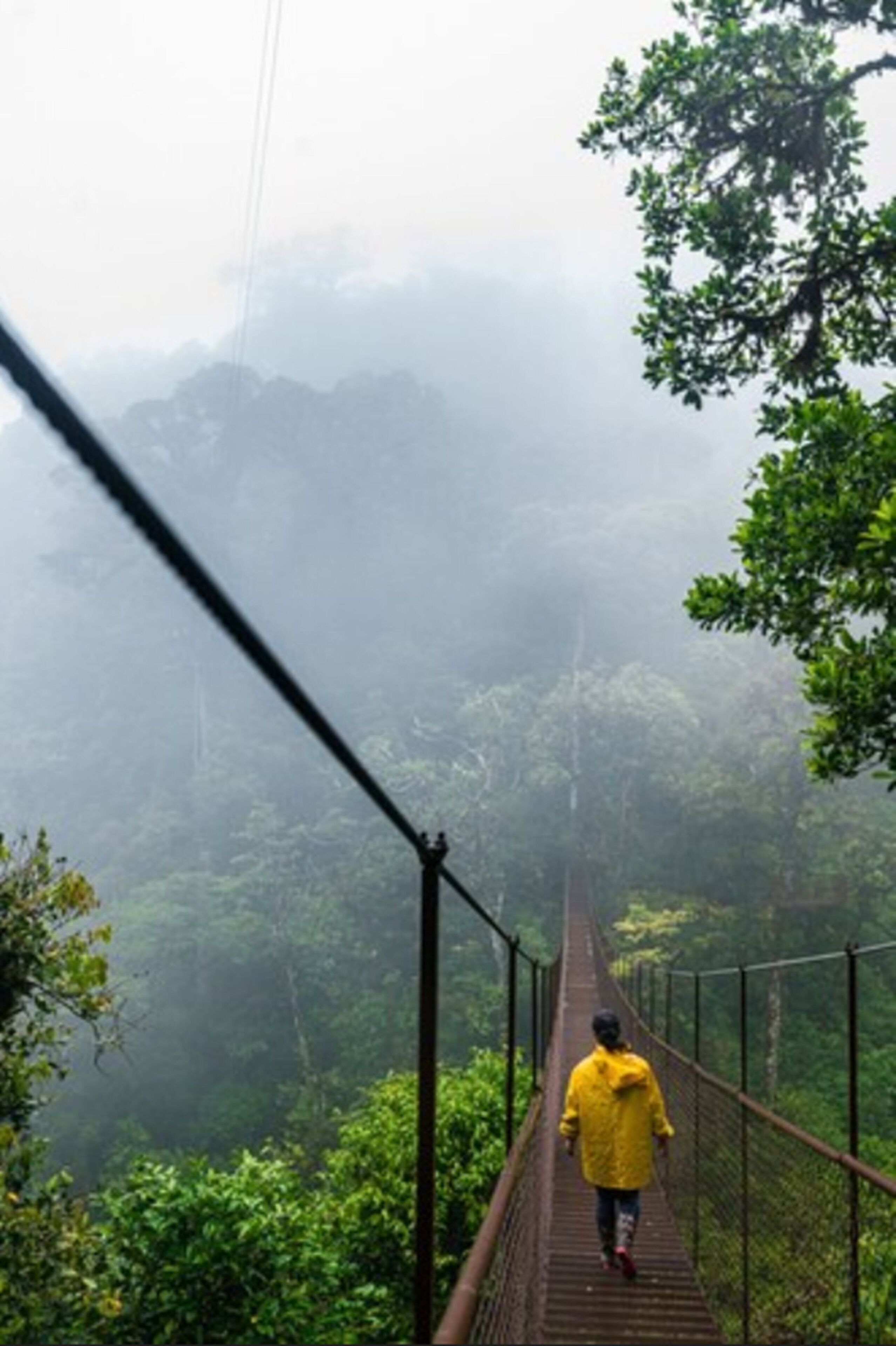 A person walking on a suspension bridge surrounded by dense forest and mist.