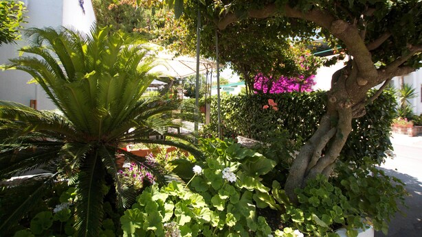Un exuberante jardín con diversas plantas y un árbol.