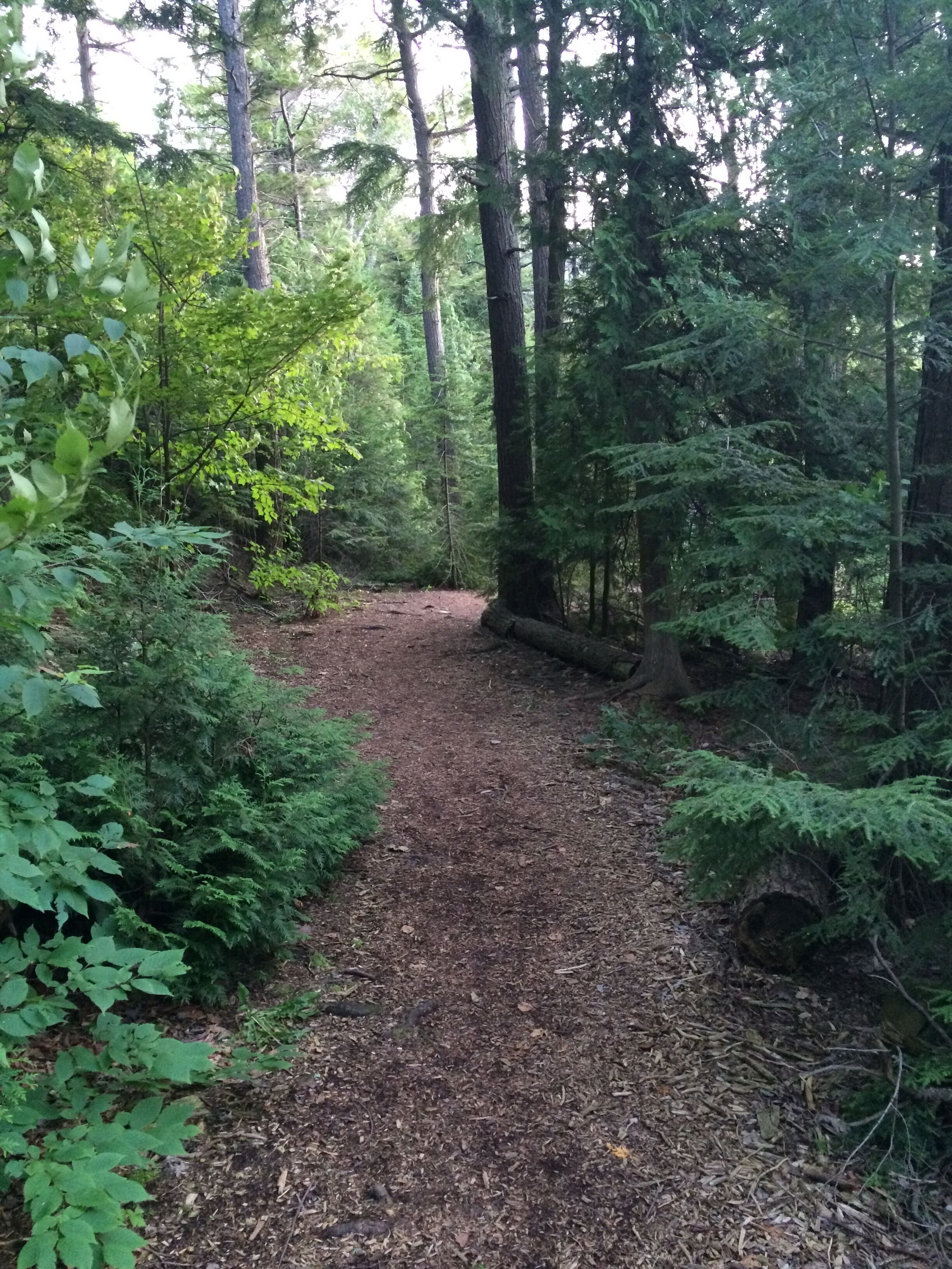 A forest path surrounded by dense green foliage and tall trees.