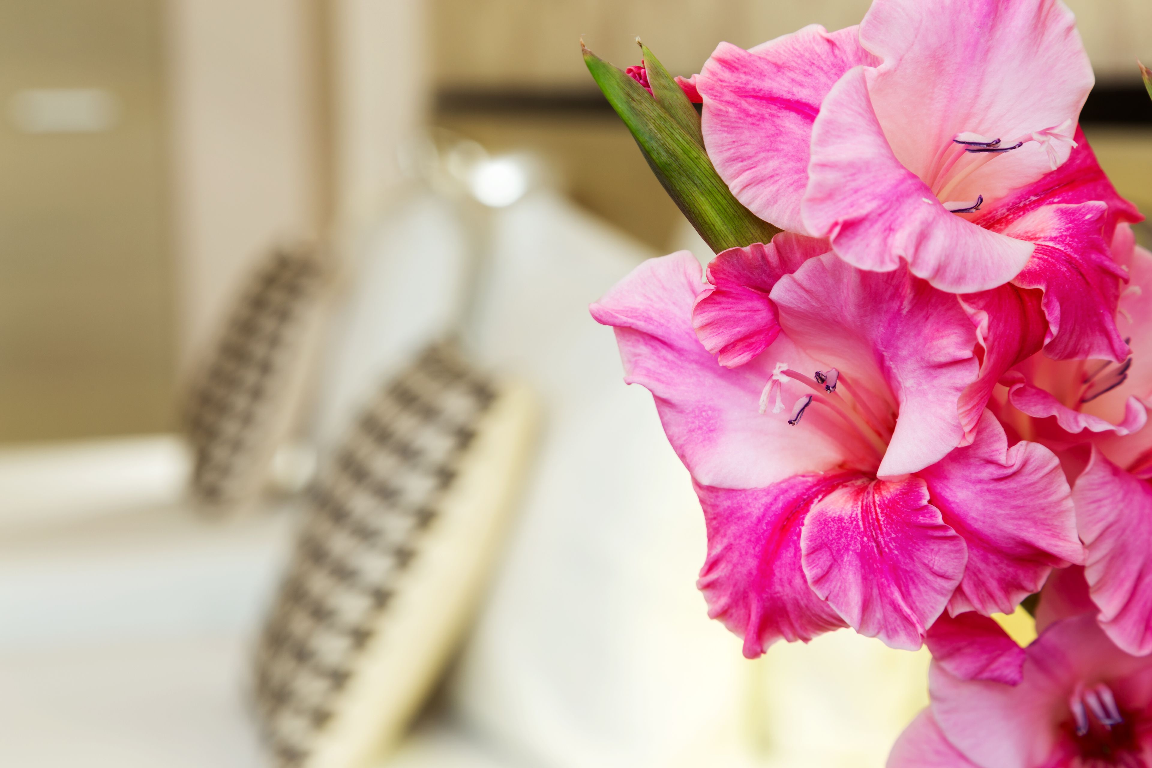 Foto - City Avenue Hotel