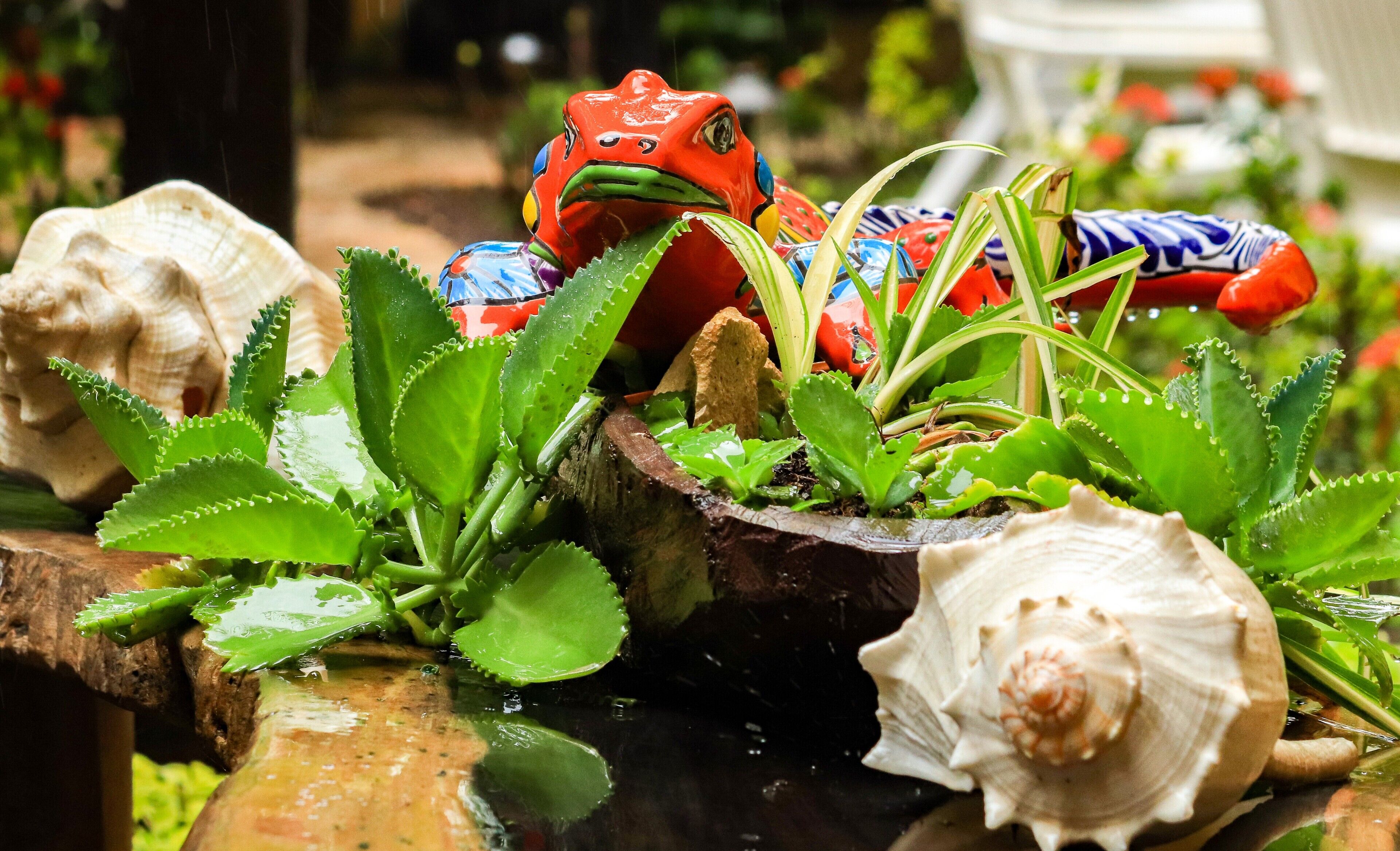 Foto - Hotel Bosque Caribe, 5th Av. zone