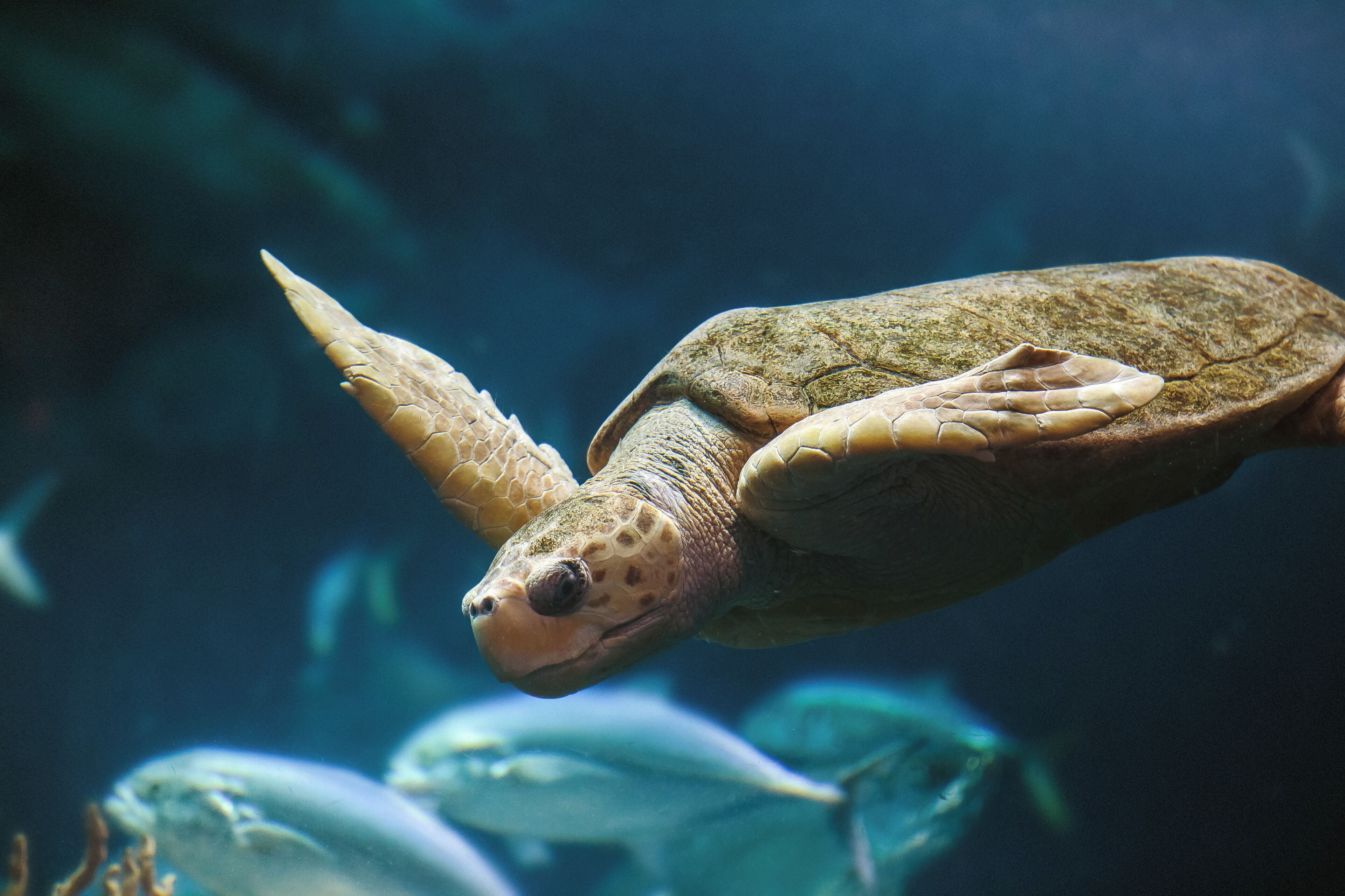 Uma tartaruga marinha nadando em um aquário.
