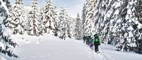 Camino nevado en un bosque con gente esquiando.