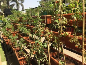 Garden - Sofitel Mumbai BKC Hotel (Mumbai)