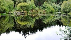 Tyyni järvi, jonka ympärillä on tiheä metsä.