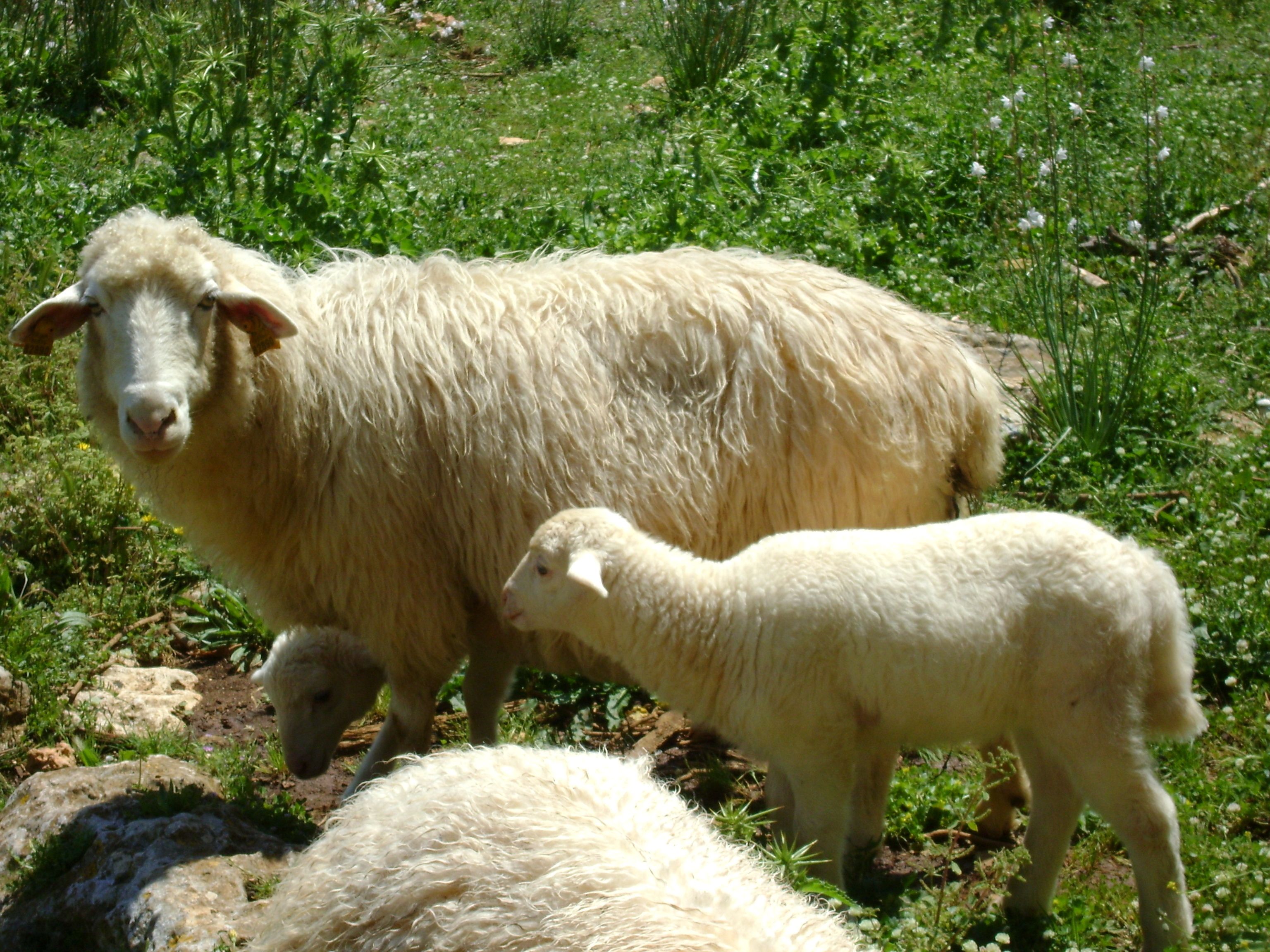 Una pecora pascola con un agnellino in un prato erboso.