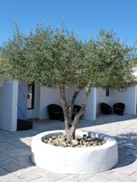 Un árbol en una maceta blanca con piedras, ubicado en un patio con suelo de baldosas y un edificio blanco al fondo.