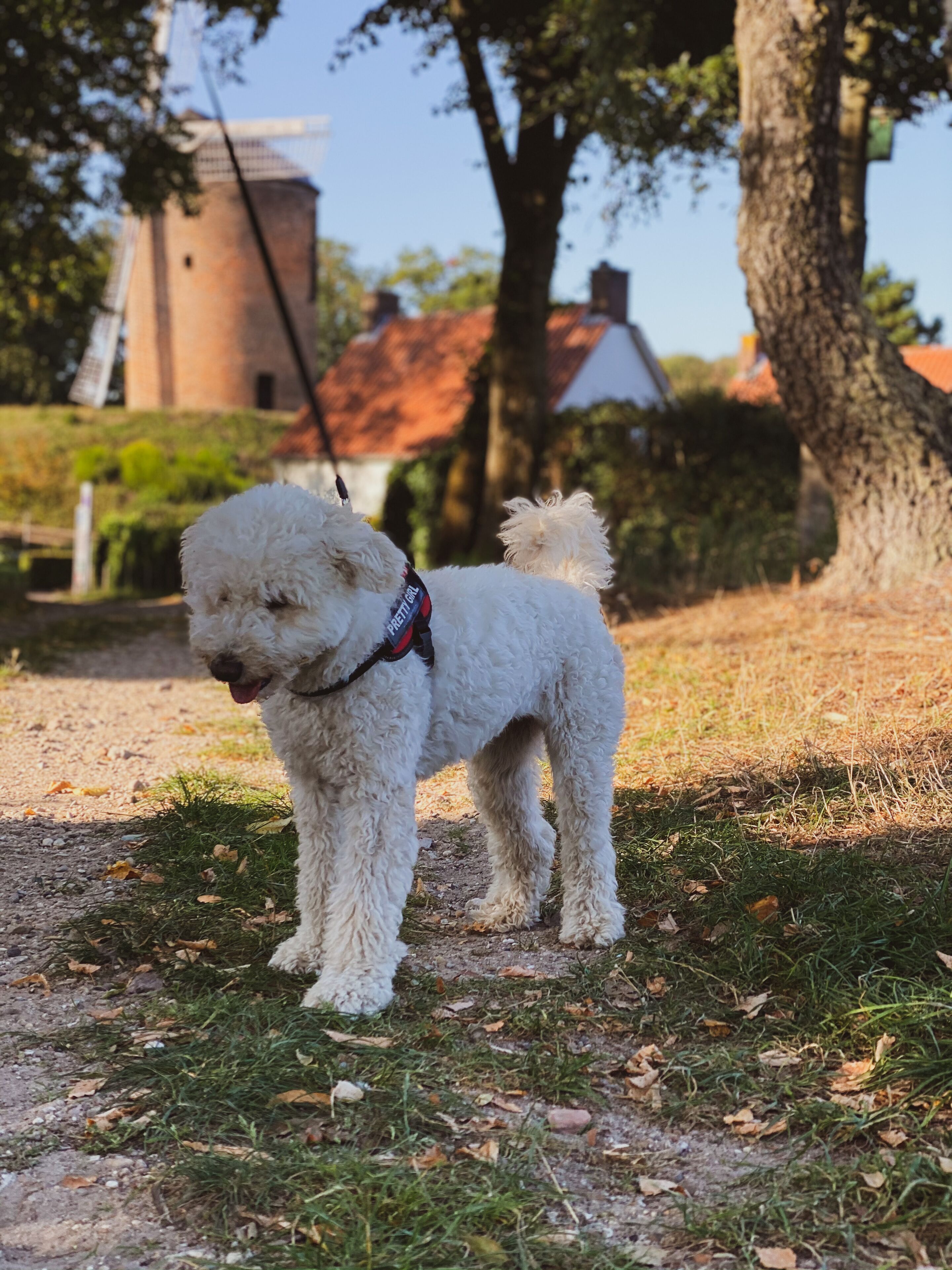 A white dog with curly fur standing on a grassy path.