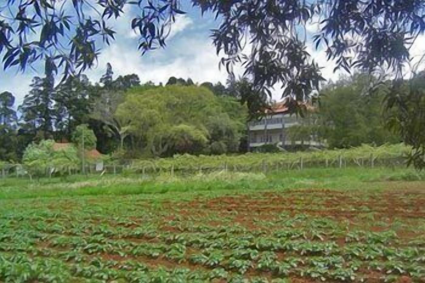 Un vigneto con file di vite e un edificio sullo sfondo.