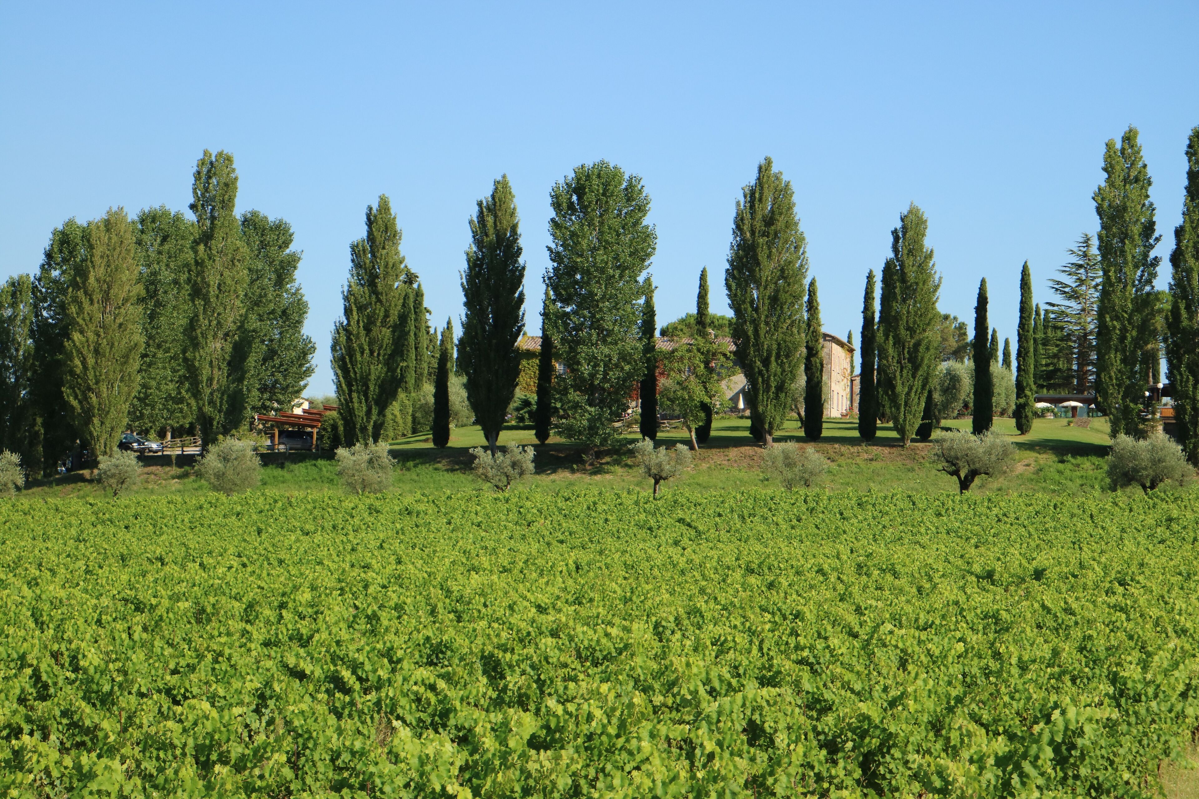 A vineyard with rows of grapevines and tall trees in the background.