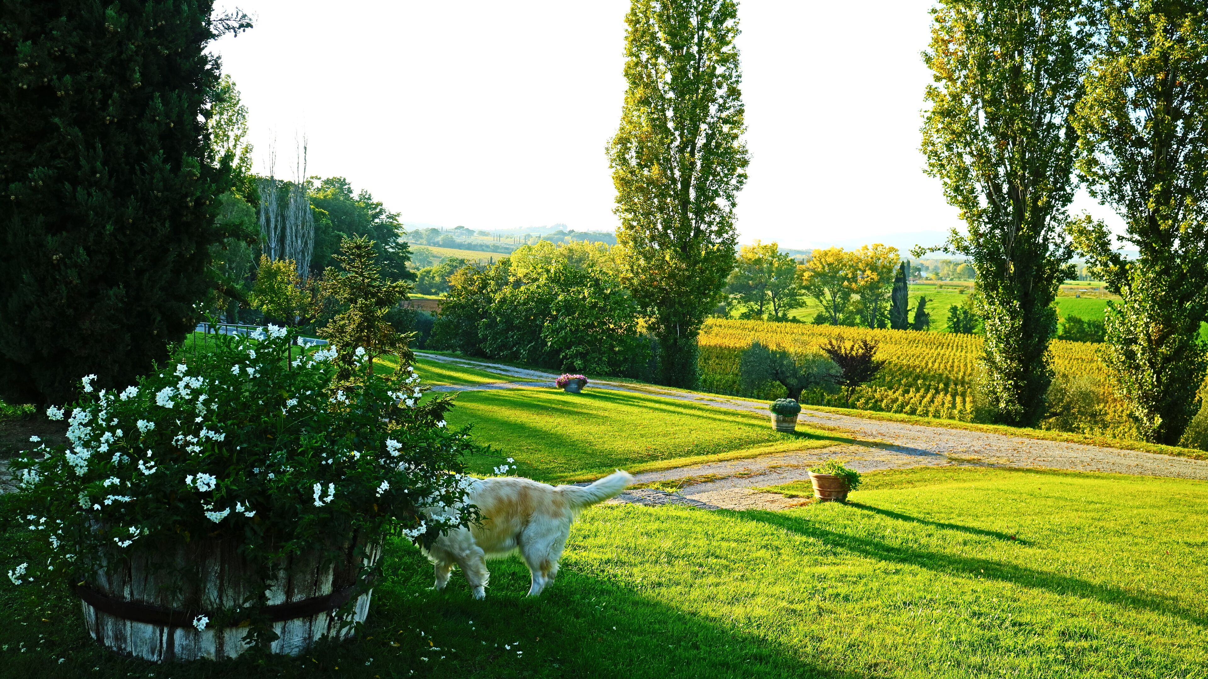Un paysage rural avec un chemin de terre, des champs verdoyants et des arbres.